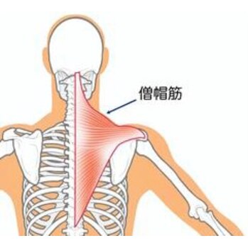 – 肩、首、頭の凝りの根源?-