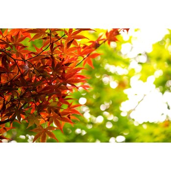 秋バテ!? ー自律神経の変化ー