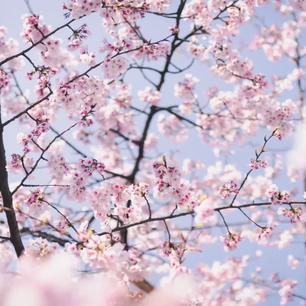 花粉症の季節と、頭の重さ🌿